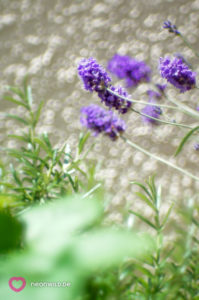 Balkon Lavendel